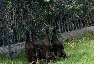 Self Colors in Ducks: Chocolate